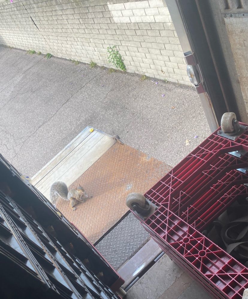 A lil squirrel standing on a lift gate, attempting to snatch some bread 🍞 🐿️