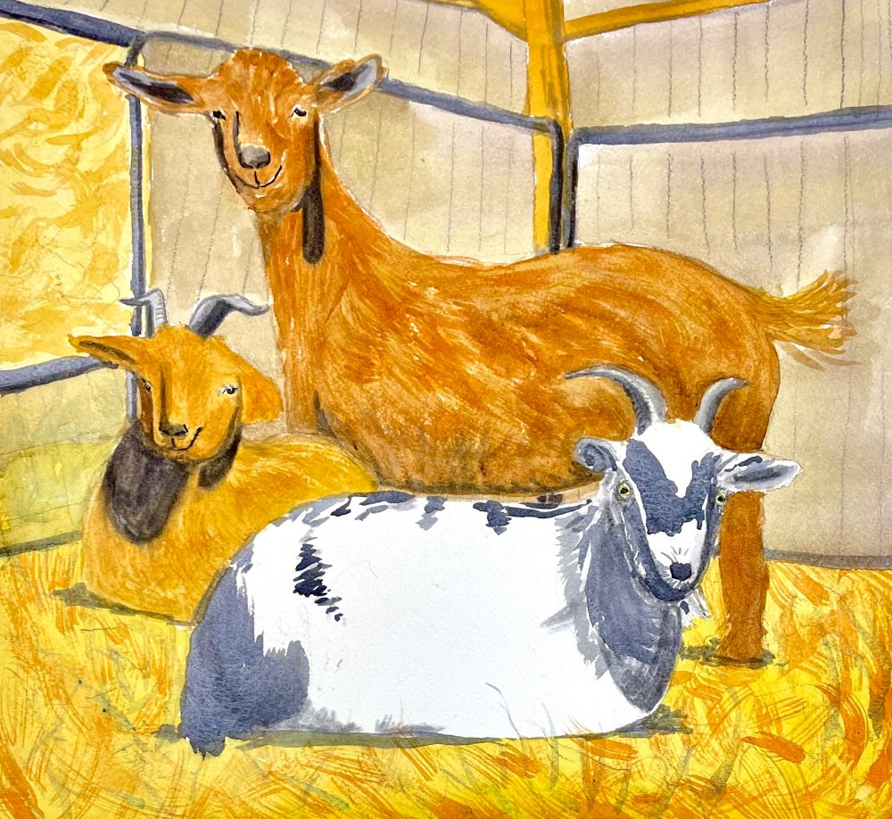 Three goats looking like an album cover