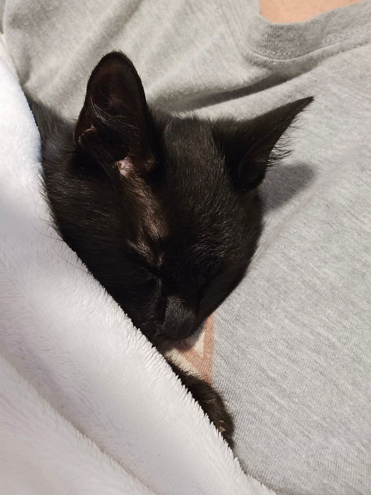 Sleeping black cat under white blanket