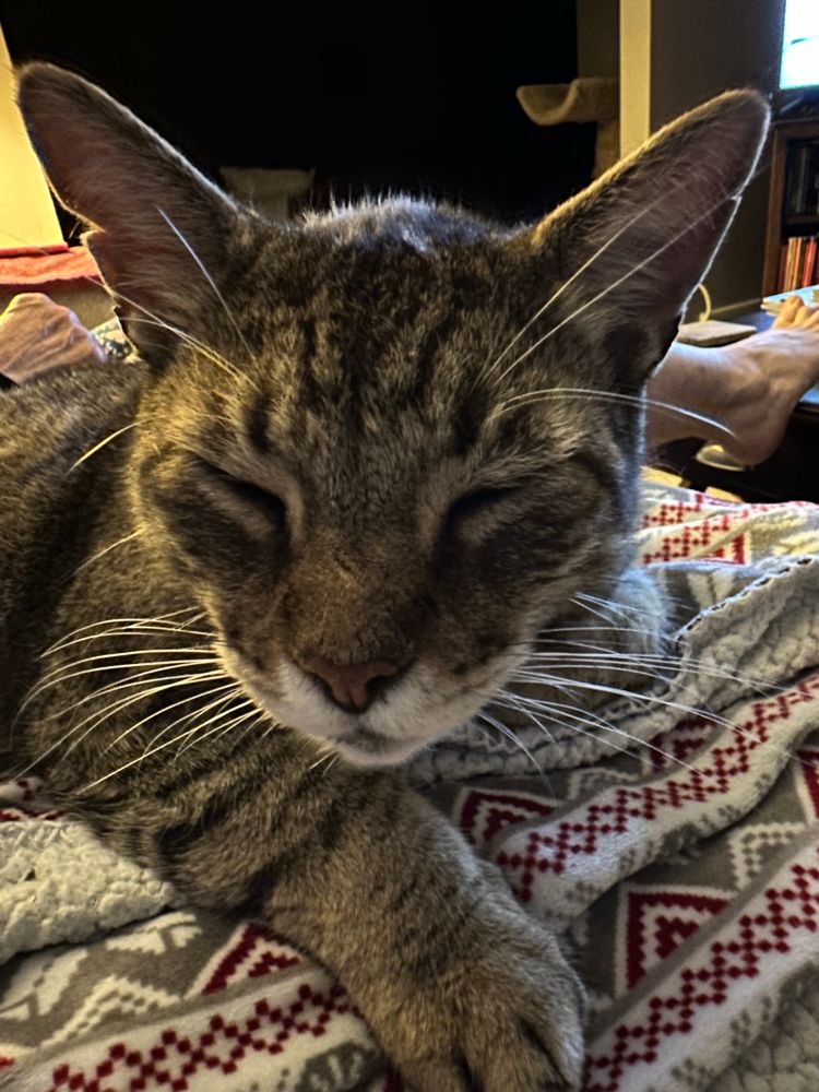 A tabby cat on the verge of sleep, sits on a blanket.