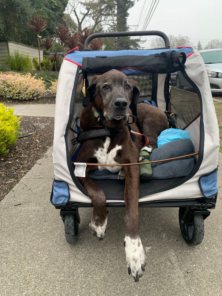 Disabled black and white Lab Great Dane dog in a stroller