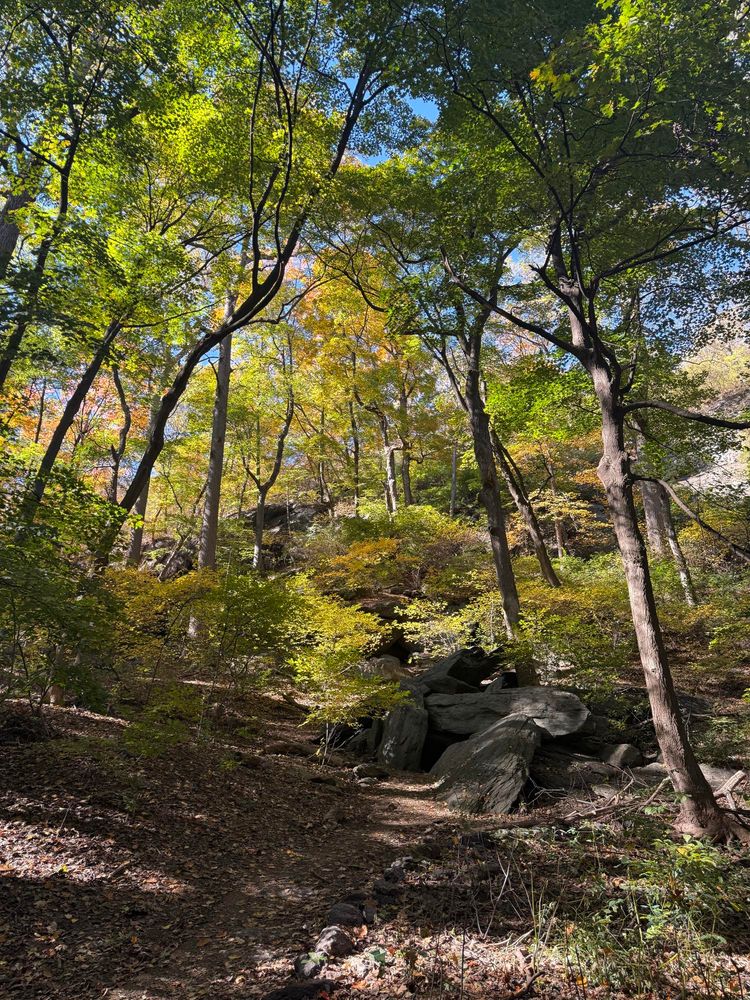 Photograph of a forest with large rock formations. The trees have fall foliage colors.