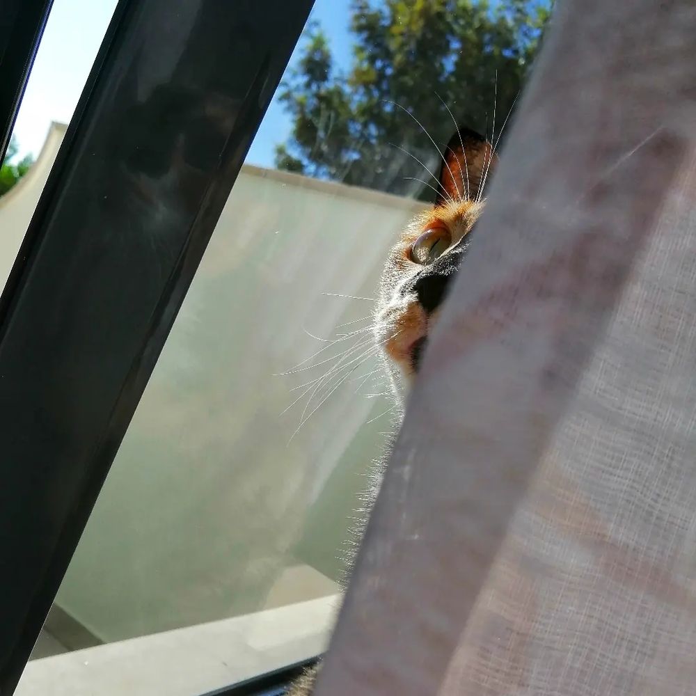 cat on my windowsill, sun shining but the curtain is covering half her face