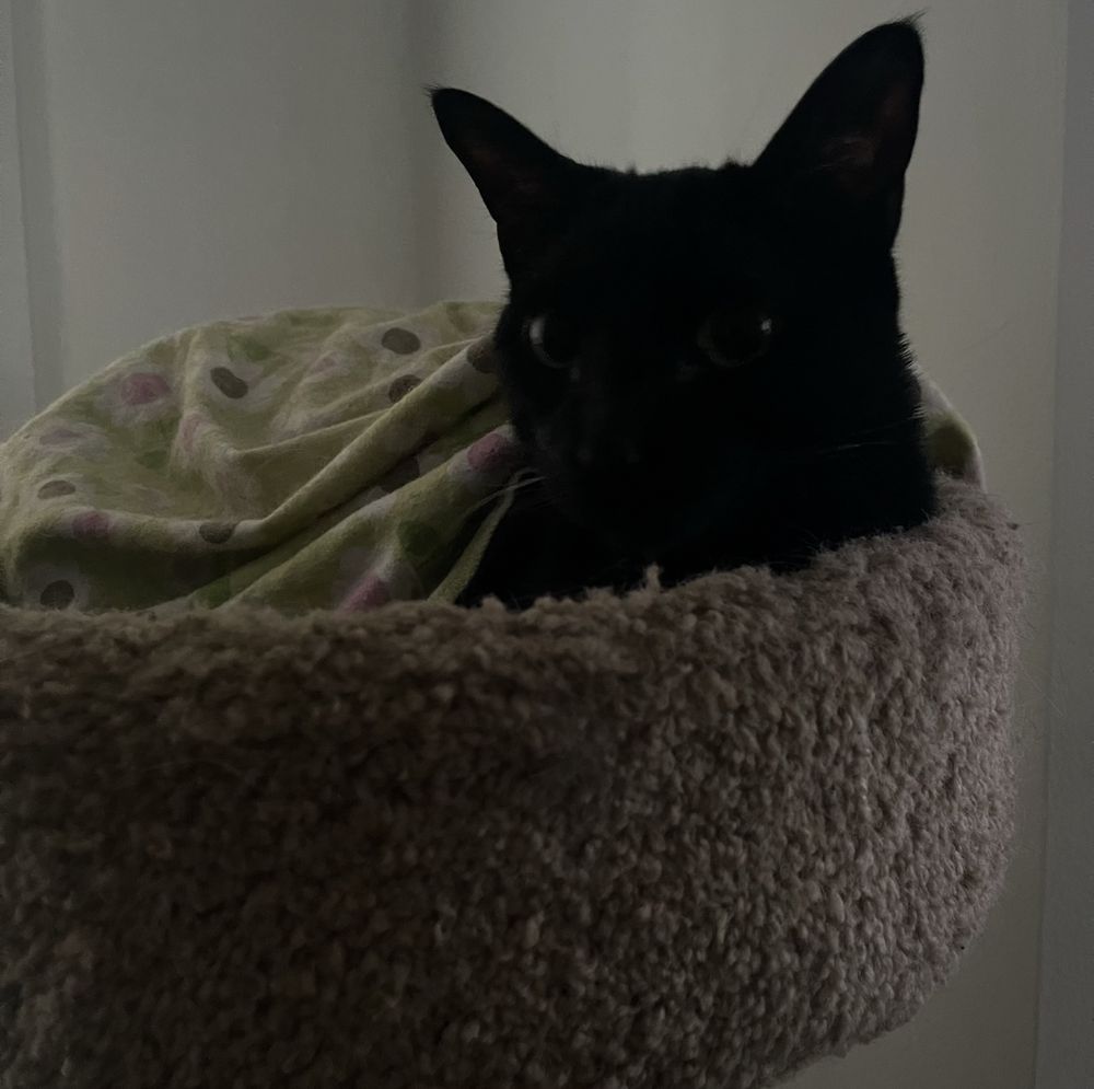 moonpie in cat tower under blankie