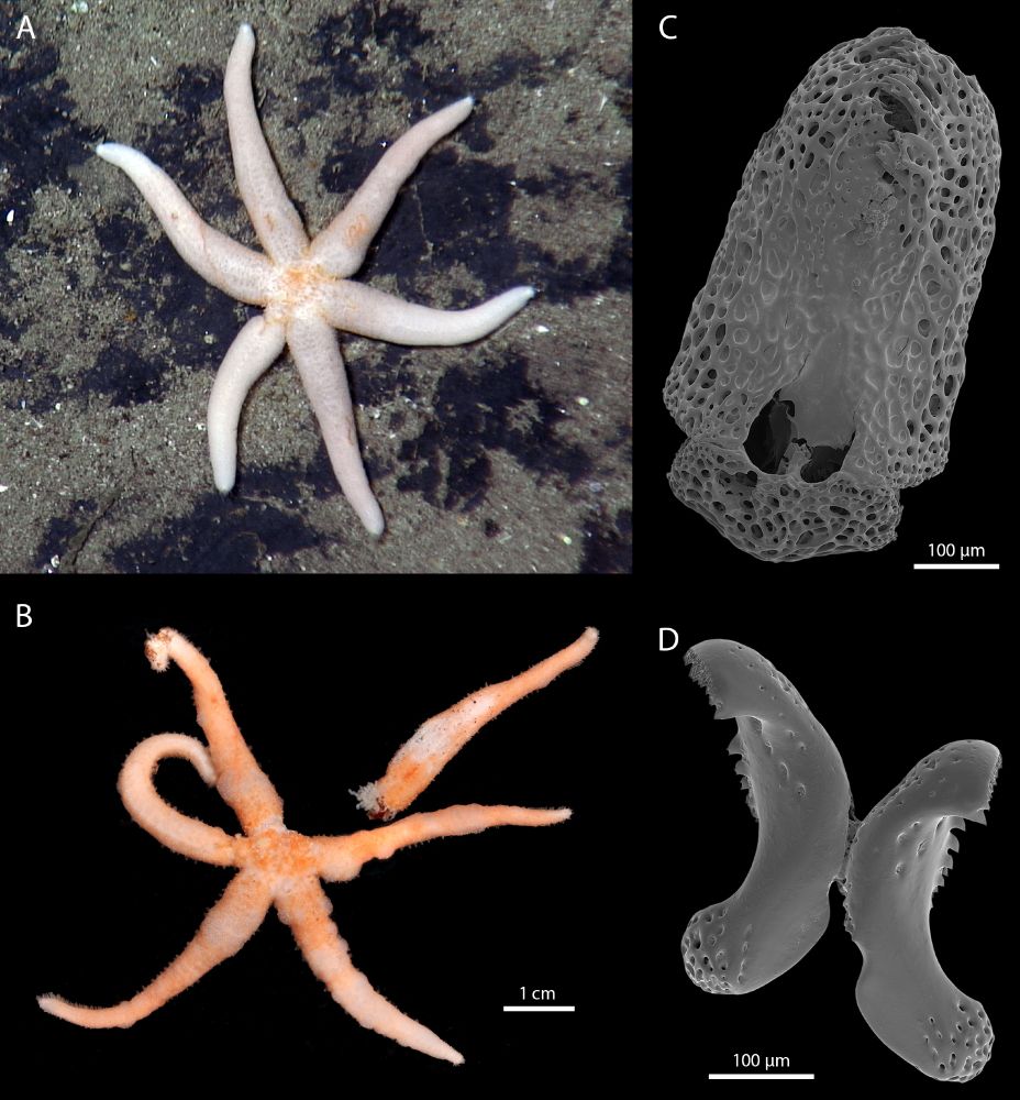 Selection of images of Paulasterias mcclaini, an orange starfish with six arms, including scanning electron microscope images of pedicellaria 