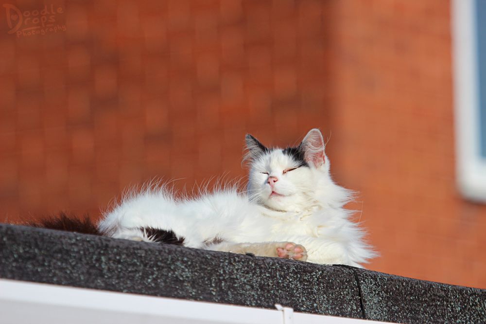 Photo of a white, long haired cat, with black markings around the top of it's head and back leg. The cat is laying down and has it's head to the left.