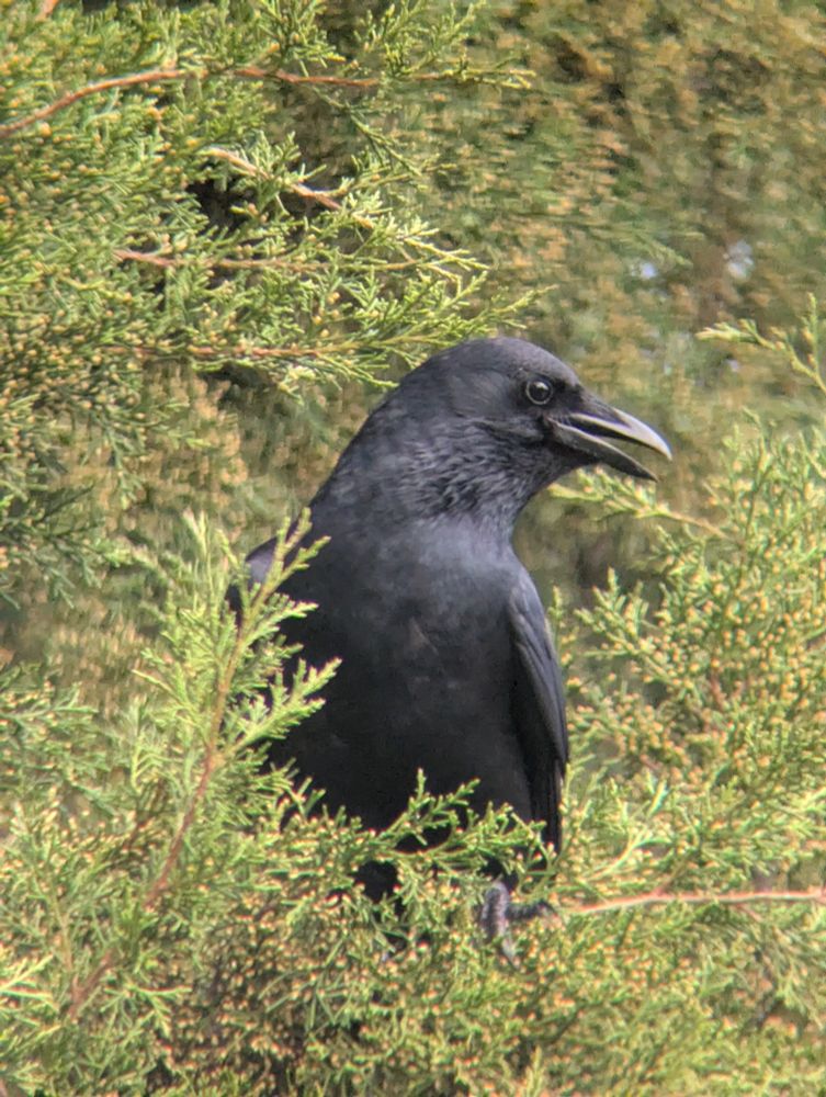 A crow in a tree