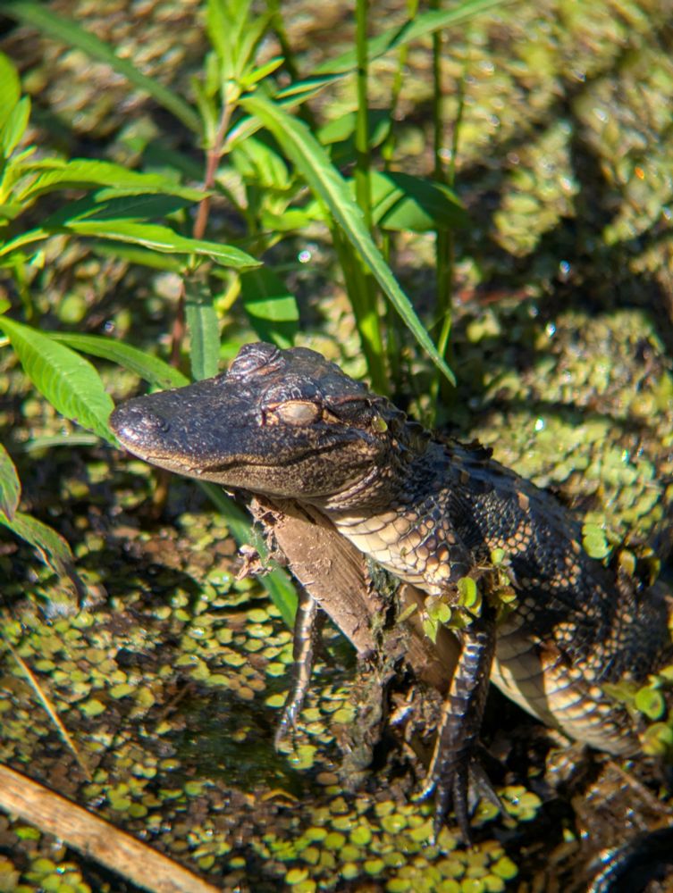 A closer pic of the sleepy baby gator on the stick