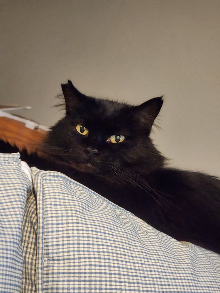 A longhaired, black cat sits snugly ontop of the back of a blue and white plaid sofa. She looks at the camera, as though she is judging you gently.