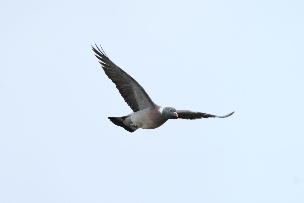 A pidgeon flying in the air with its wings spread wide.