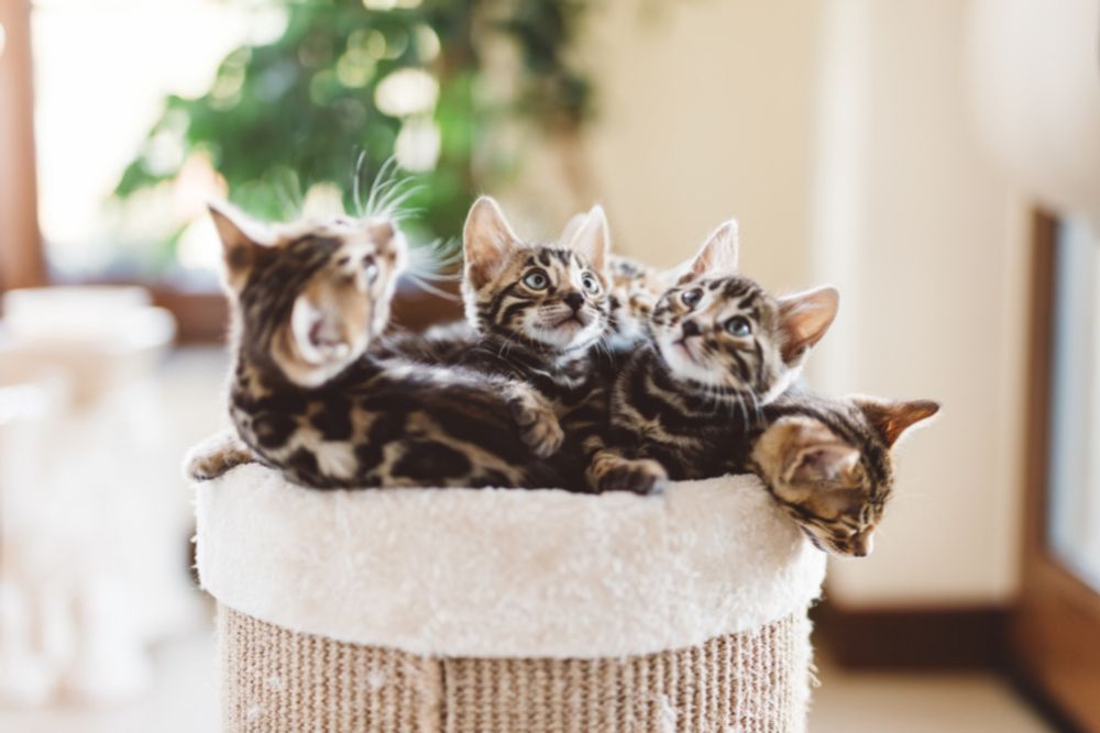 Cute Crocheted Hats May Help Scientists Learn More About a Cat's Brain