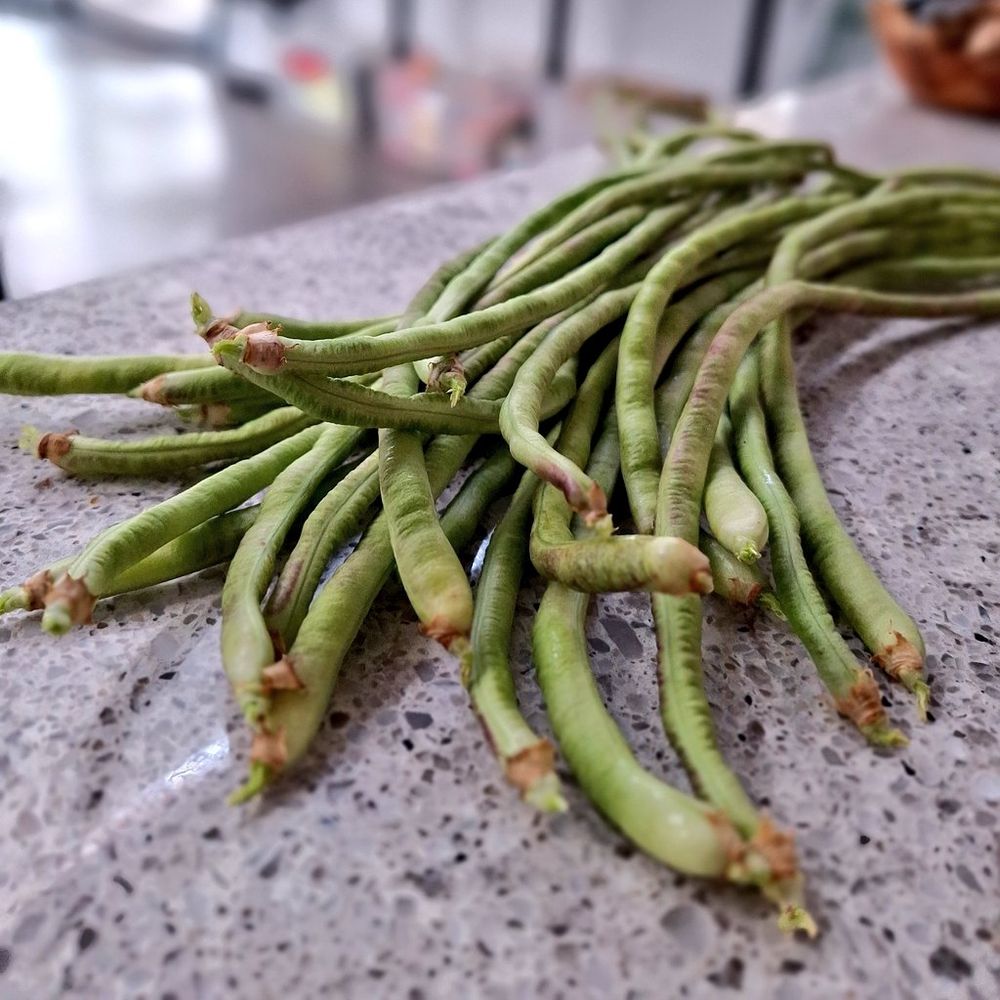 Snake beans on a kitchen bench. Each bean is about 30cm long and there are more than 20 of them.