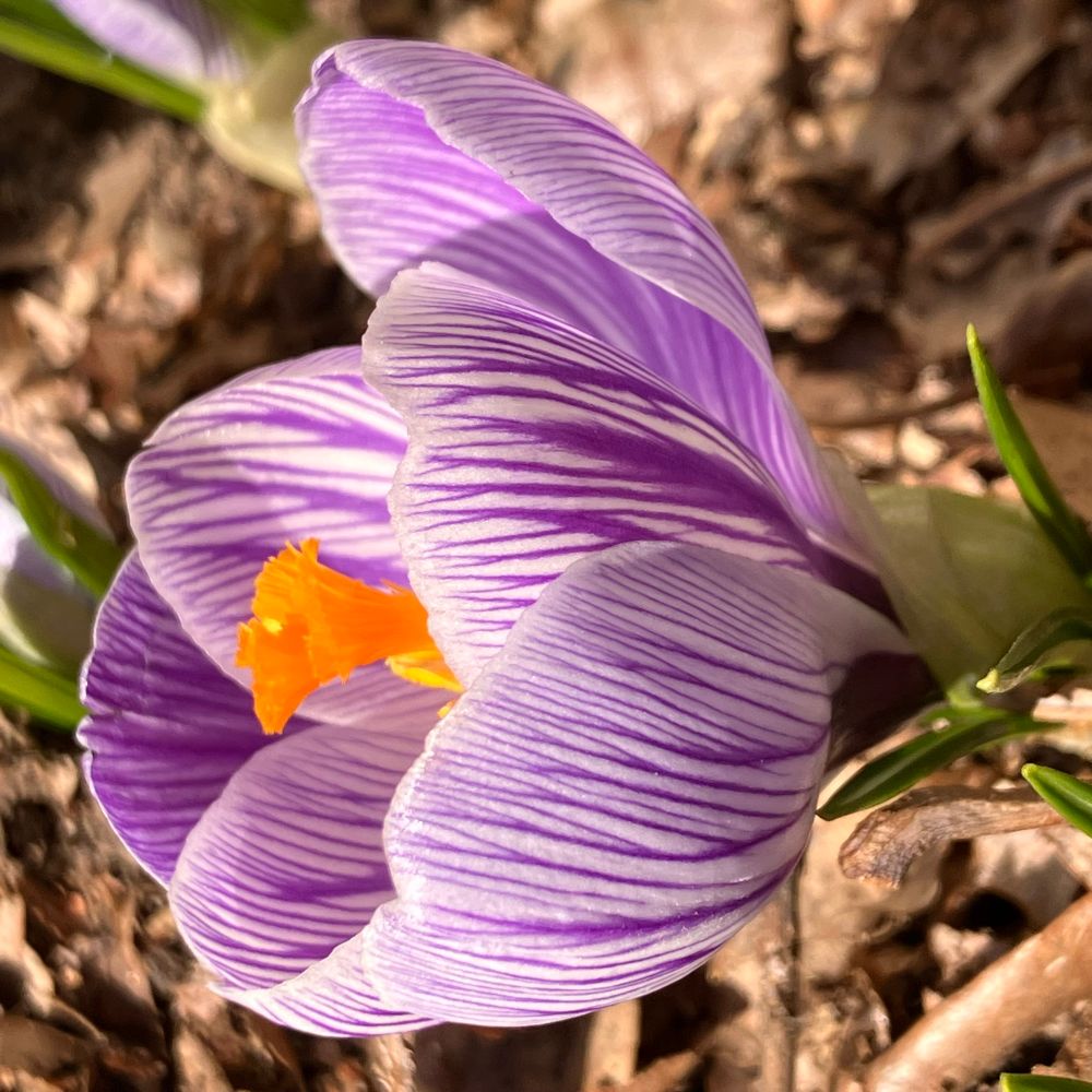 Close-up of crocus blossom with delicate purple and white stripes