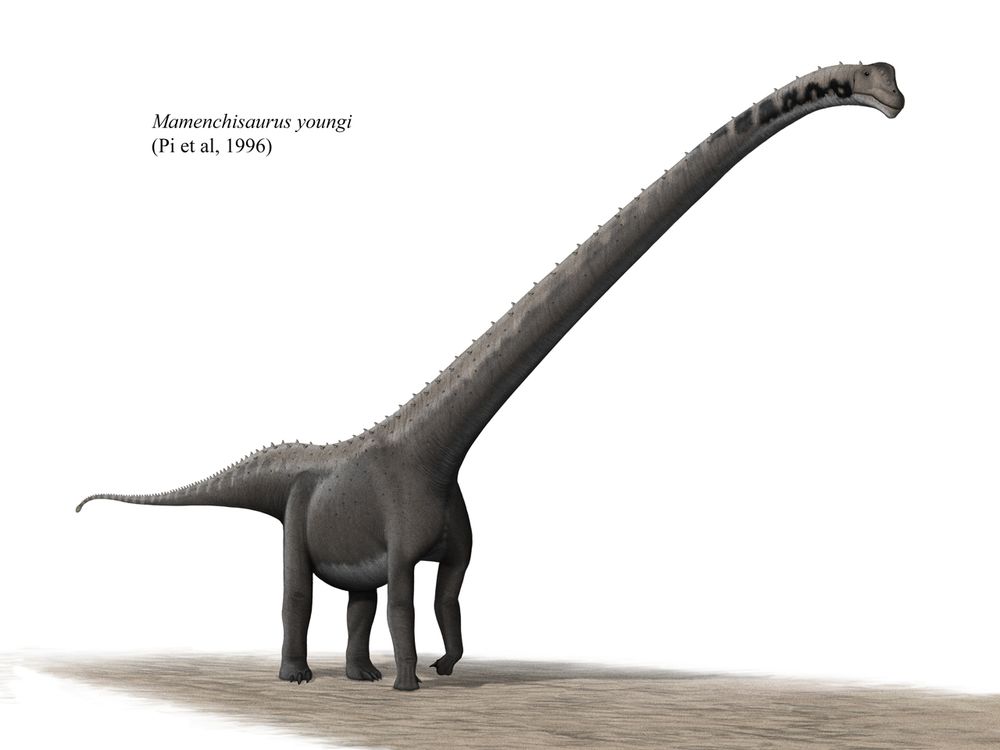 Mamenchisaurus youngi restoration, • Based proportionally on a skeletal reconstruction by Scott Hartman. [1] Retrieved online May 29, 2007. • How flexible Sauropod necks are and how they were carried in life is a debatable issue. In this image the neck is posed, approximately, in the Osteological Neutral Pose (ONP) as determined by Hartmans skeletal. This is were all the vertebra are 'Neutrally' articulated, with no delfection up or down. • The dermal (skin) structures and spines are not known for Mamenchisaurus but are known in other sauropods. The dermal features have been based on those describled for a Diplodocid in the ‘Encyclopedia of Dinosaurs’ 1997 by Currie and Padian. Their placment/arrangement on the body is speculative.