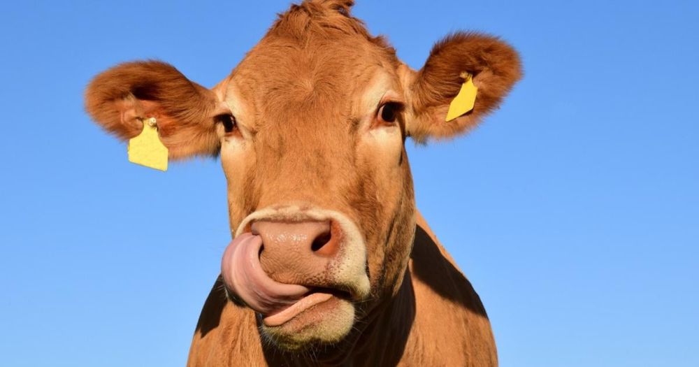 Rohmilch: Ein gefährlicher Trend