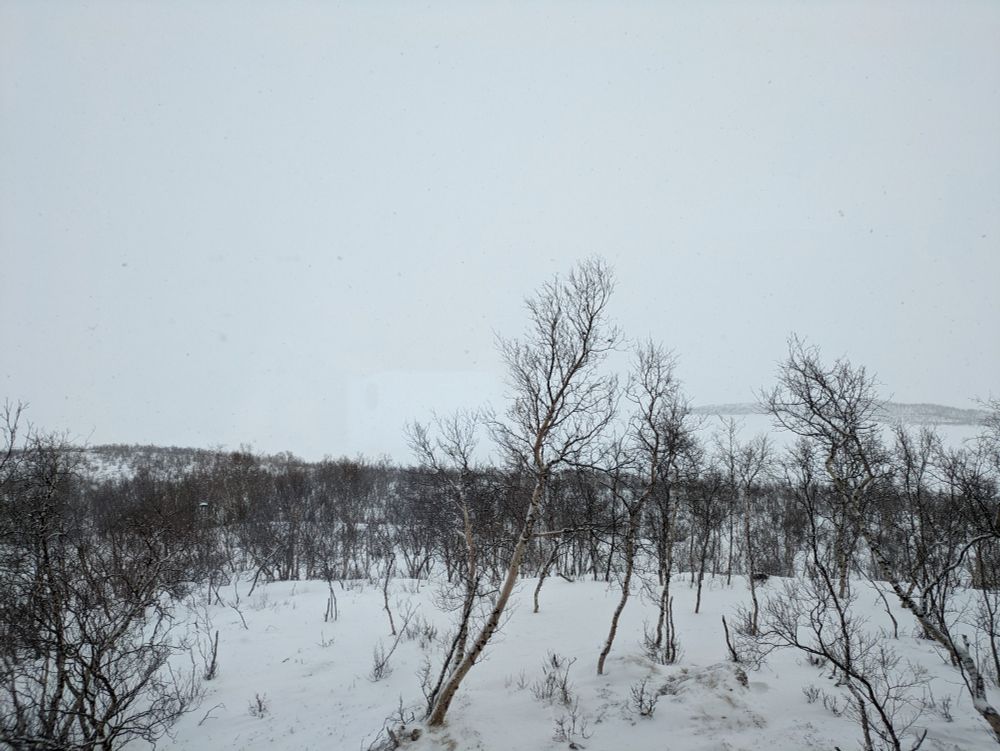 Mountain birch trees in shallow snow with frozen lake Torneträsk in the background