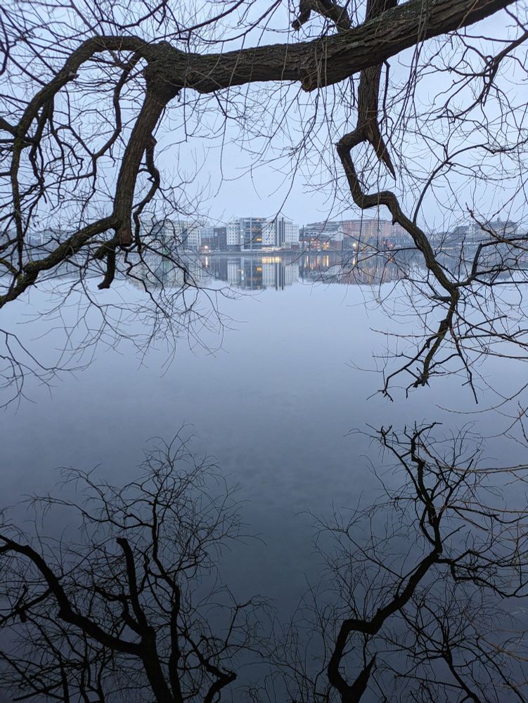 Branches reflected in the still water