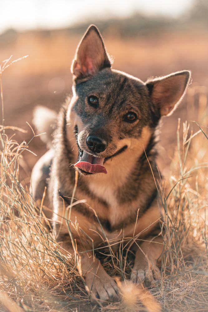A dog (Swedish Vallhund) laying in long grass, facing the camera. Her facial expression is happy and relaxed, with her tongue hanging out.