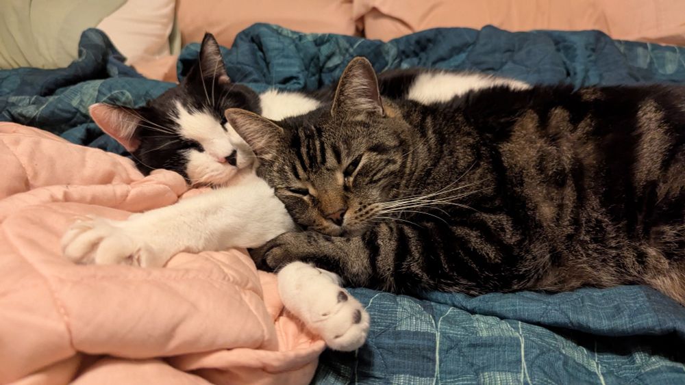 Hefty brown tabby and a little black and white cat snuggling and sleeping