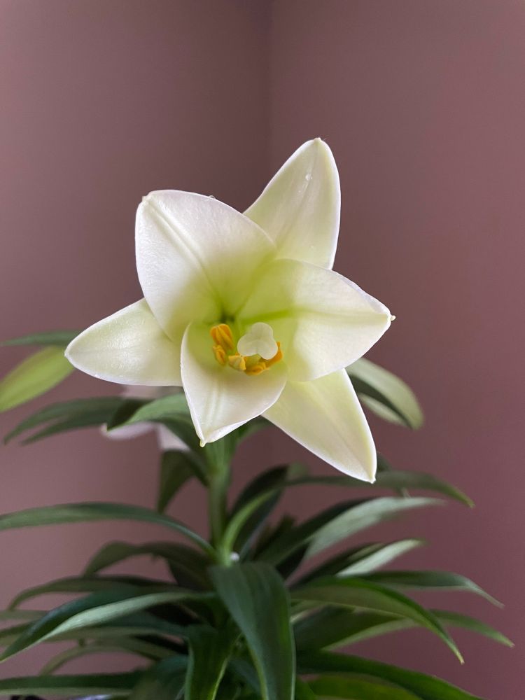 A white Easter lily flower in bloom, with anthers (yellow pollen buds).
