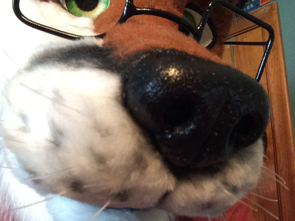 SynthFox about to steal your chicken tenders