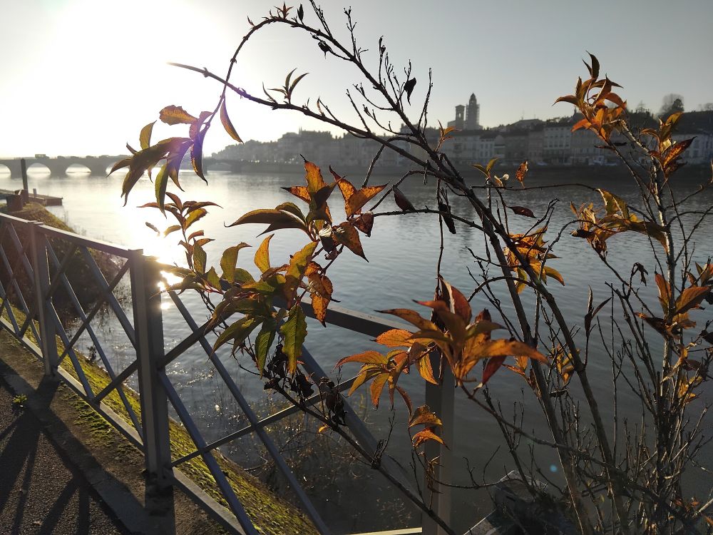 Plante en premier plan, Saône et Mâcon à l’arrière, dans le soleil couchant. 
