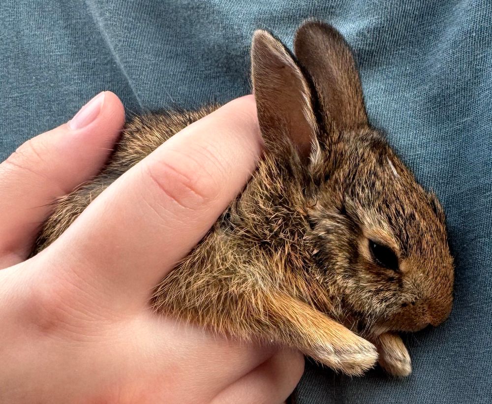 The head, paws, and some of the body of a bunny being held against a blue shirt