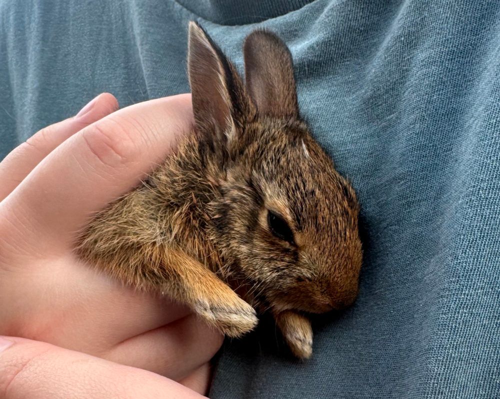 The head and paws of a bunny being held against a blue shirt