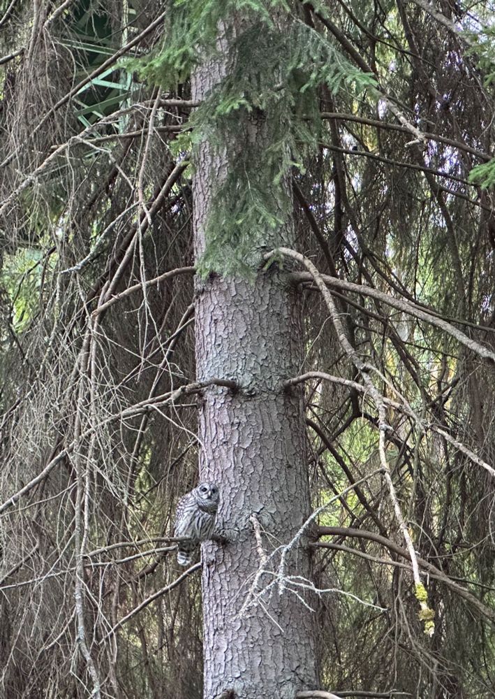 Barred owl perched on a branch to the left of a large tree trunk. It’s facing the camera and is leaning to its left. 