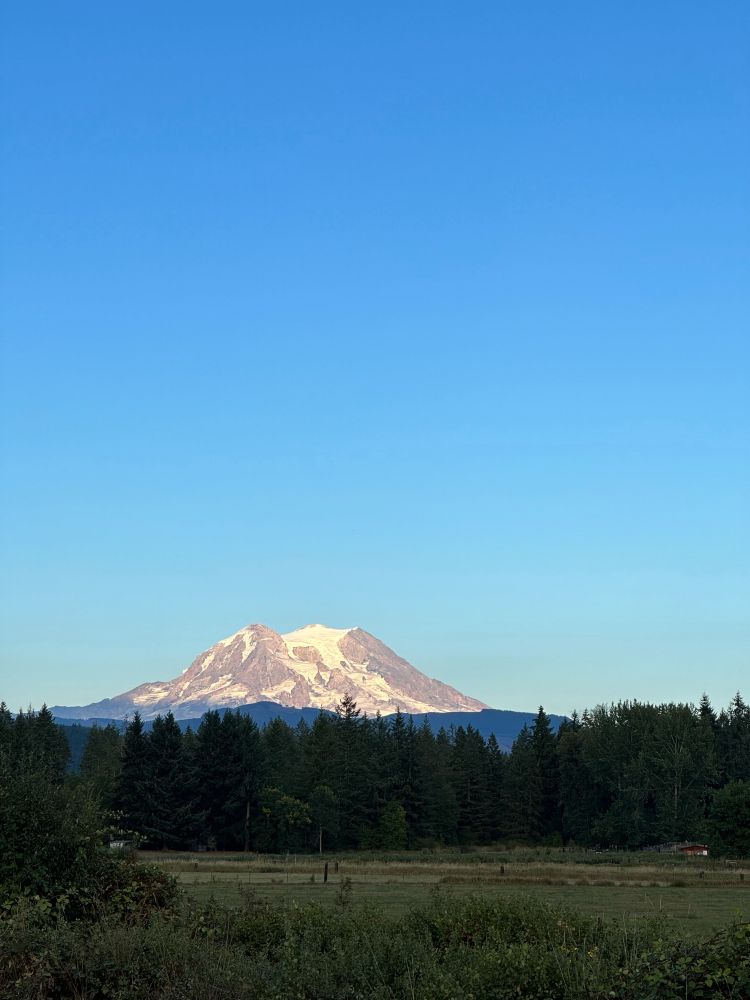 Mt. Rainier over a patch of evergreens