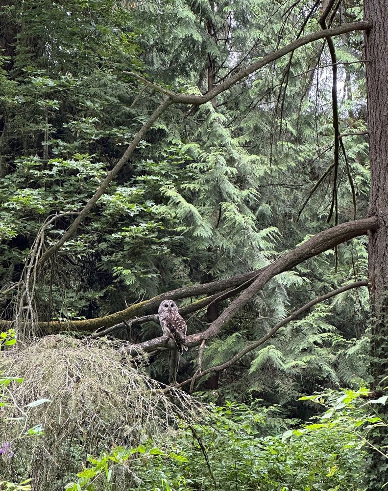 Barred owl perched on a low tree branch. Its back is facing the camera and it’s head is turned so its face is visible 