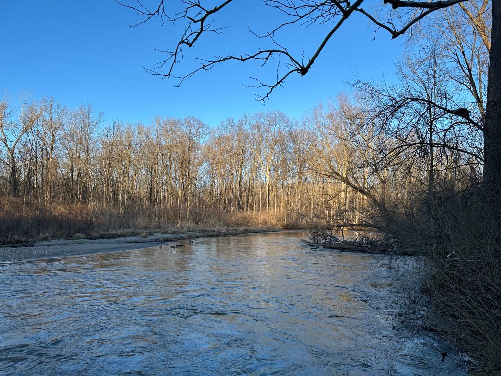 A river in winter at sunset. There is water in the foreground and tall grass and bare trees in the background. The sky is blue and the setting sun is shining on a small group of trees in the middle of the frame