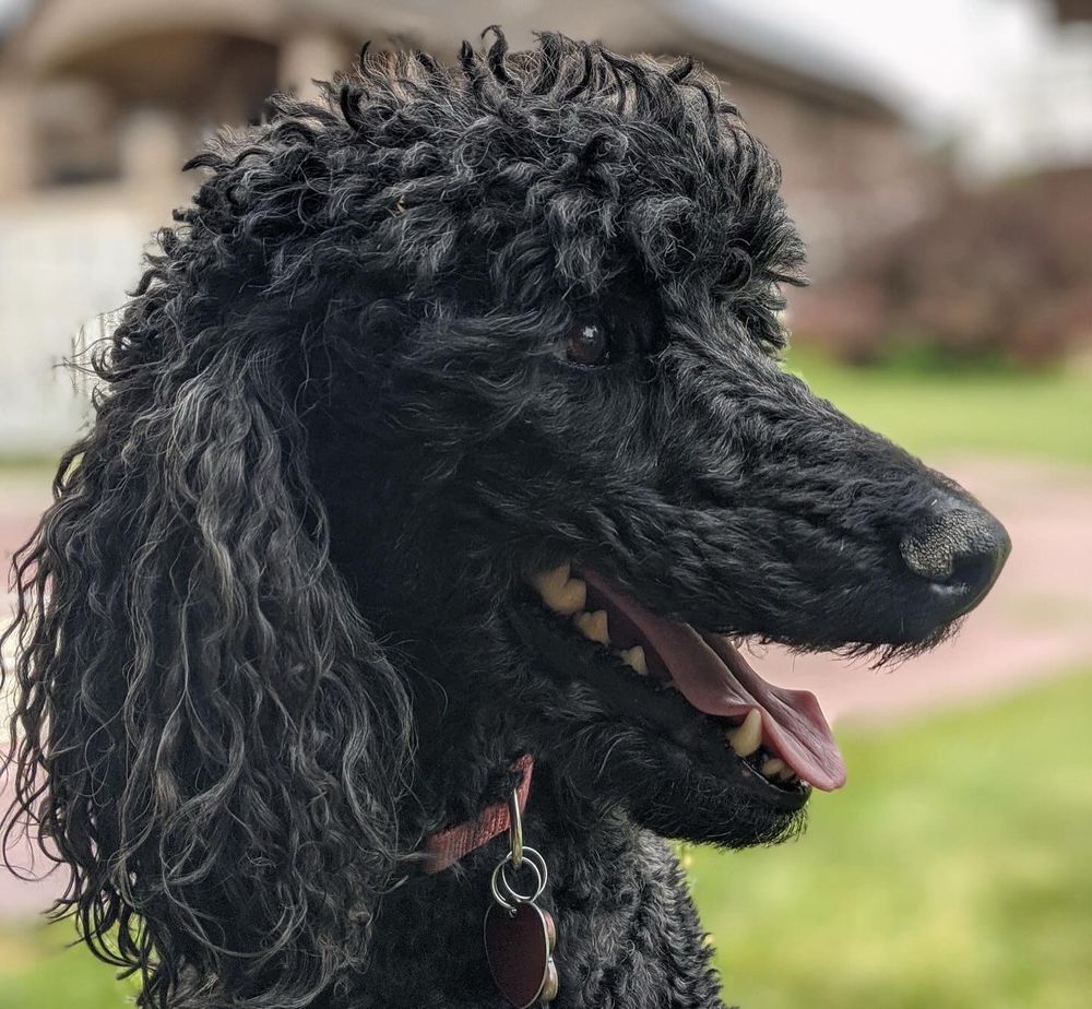 A profile portrait of a black standard poodle panting and smiling. 