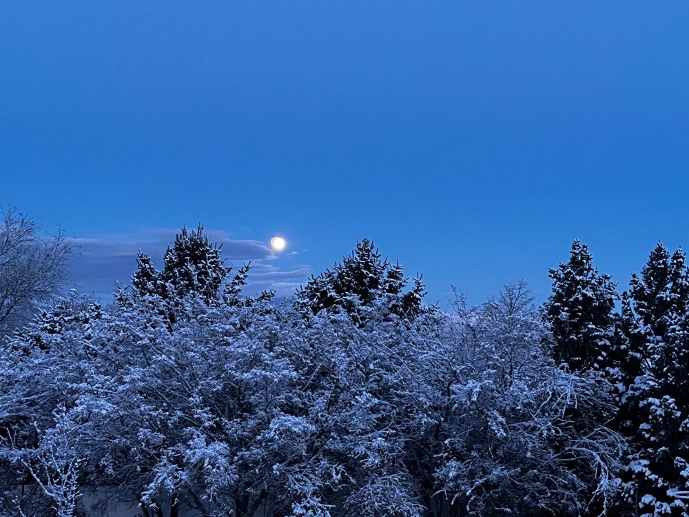 Moon in a dawn sky over snow covered trees
