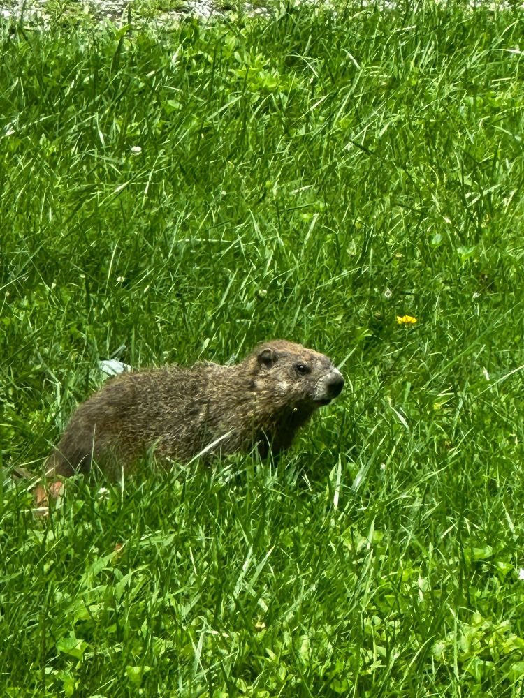 A groundhog solemnly stares directly forwards in a vibrantly green sunlit lawn