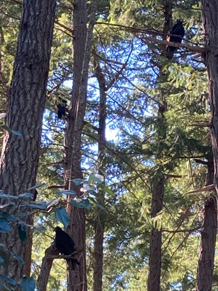 Four vultures are perched in the trees apparently staring at me.