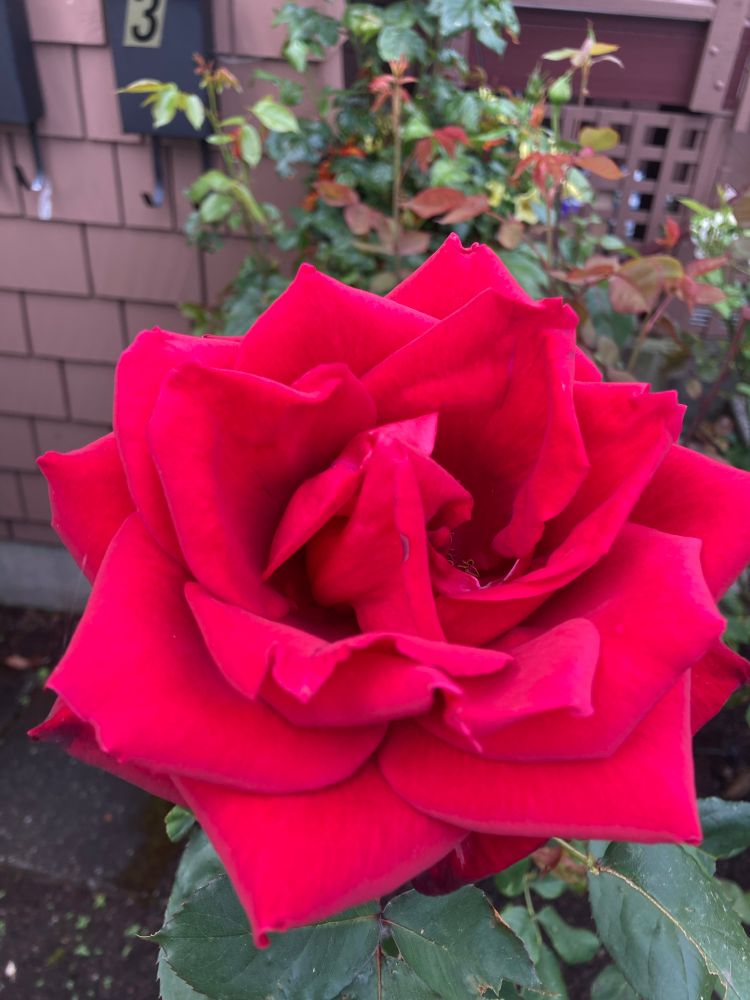 American Beauty bloom, fragrance is amazing 