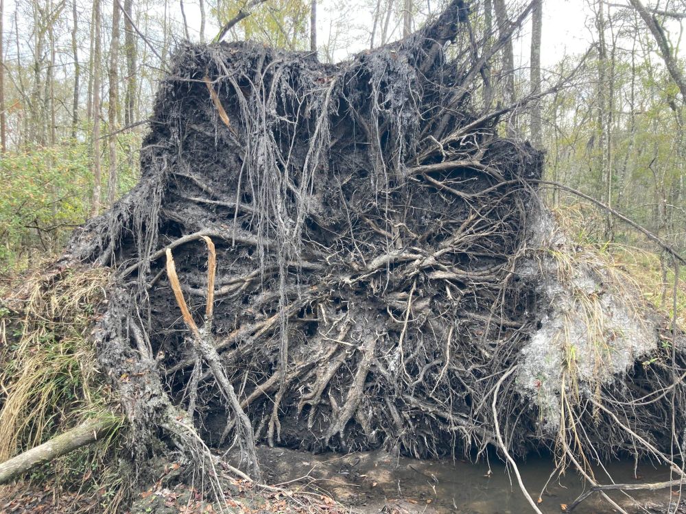 A photo of the exposed root system of an overturned tree in a wetlands area, likely toppled by hurricane winds. The massive root structure, now vertical, reveals a tangled network of roots extending in all directions. The roots are coated in dark, moist soil. On the sides, clumps of grasses and other wetland plants still cling to the exposed soil. A small pool or stream of water is visible at the base of the root system. The backyard is a mixture of tall, slender trees with undergrowth of a muted green.