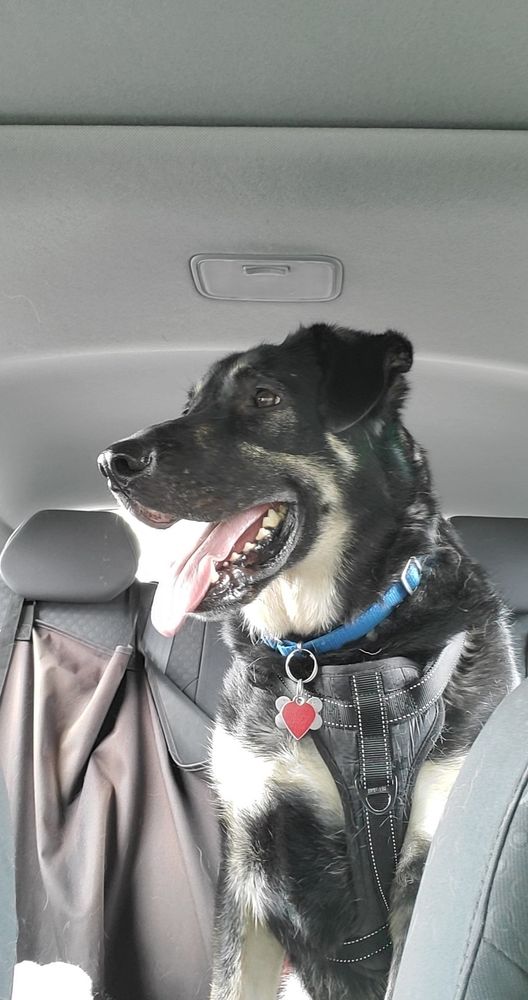 Large black tan and white German Shepherd mix sitting in the car. He is smiling with his tongue out and is looking to his right.the interior of the car is grey and the backseat is covered with a brown cover made for rough and tumble dogs.