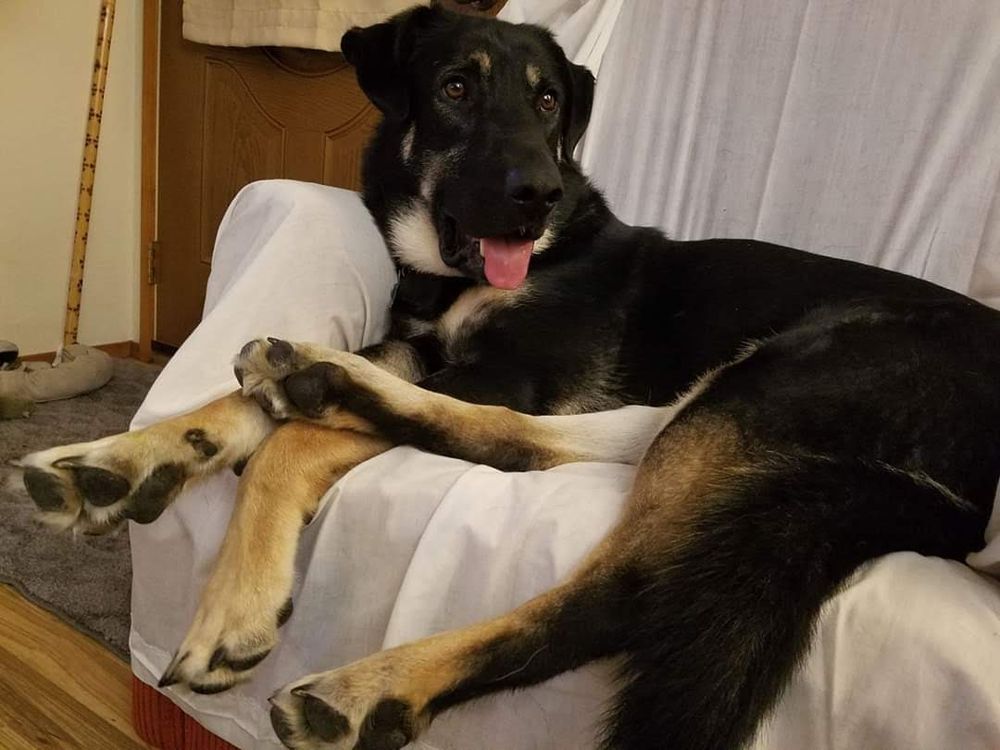 Large black tan and white German Shepherd Boxer mix lounging on his right side in his chair with his head turned to his left. He has his tongue out and is grinning. He has floppy ears and four massive feet and a bushy tail.