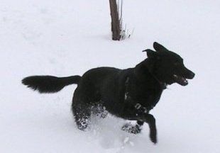 Black Labrador Shepher mix running joyfully in deep snow. 