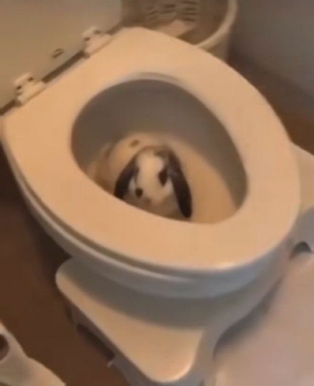 a rabbit sitting in an empty toilet bowl