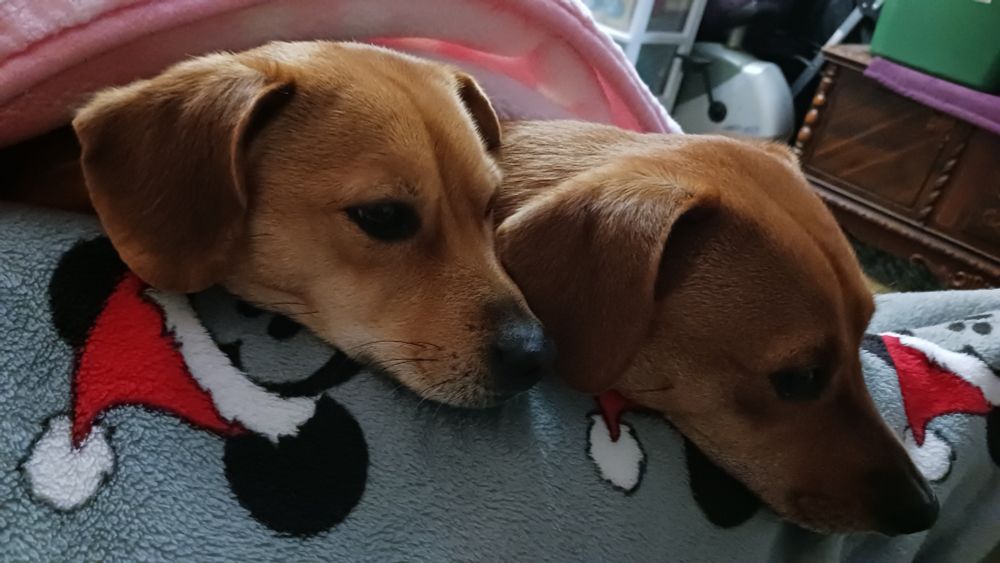 Our girls, Cara and Bella 