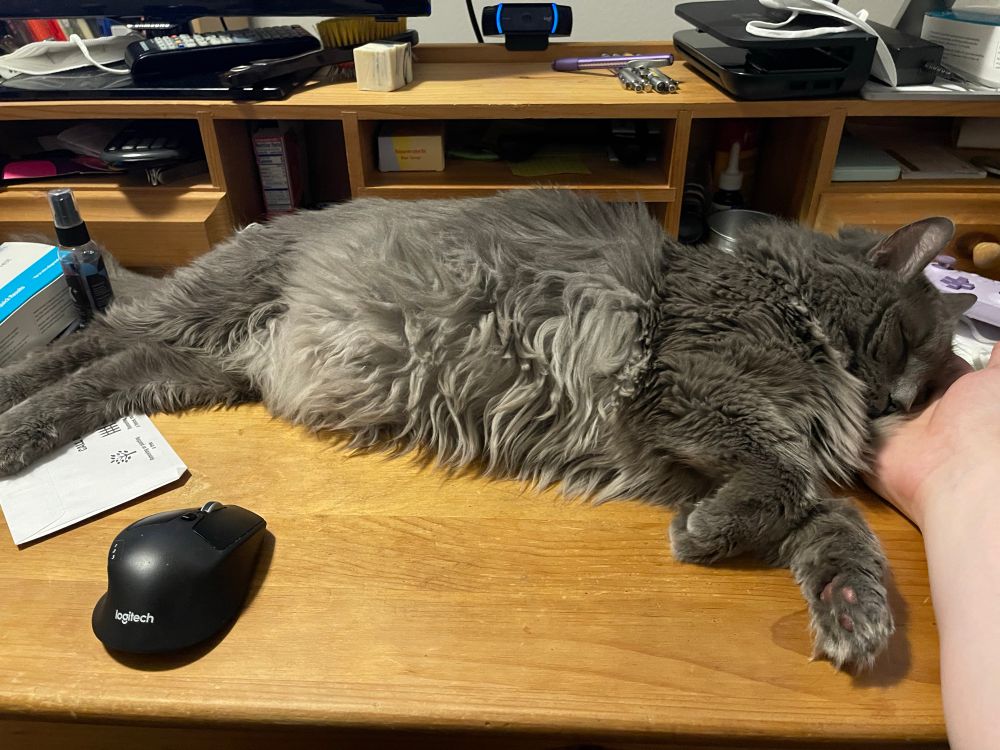 A dark grey cat lies on a desk, with his head on a pale man’s right hand
