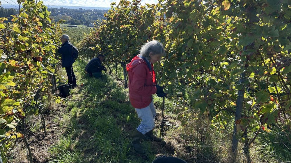 Les vendanges sont en cours à Heure-le-Romain, avec une moindre production