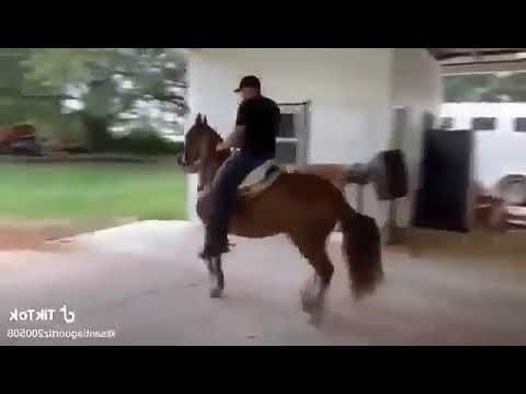 Breakcore Horse