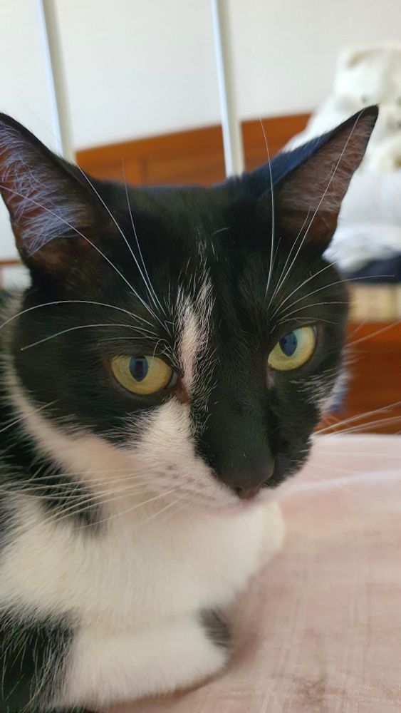 A close up of Chirithy, a male tuxedo cat with green eyes, staring at the camera