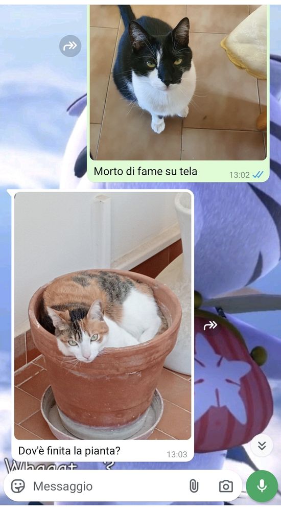 A screenshot of a WhatsApp conversation in Italian with cat pictures. On top there's a picture of a boy tuxedo cat sitting on the floor and begging with the caption "Beggar on canvas". On the bottom a reply with a girl calico cat sitting in an empty pot and the caption "where's the plant?".
The two cats look somewhat alike and have the same judging look. 