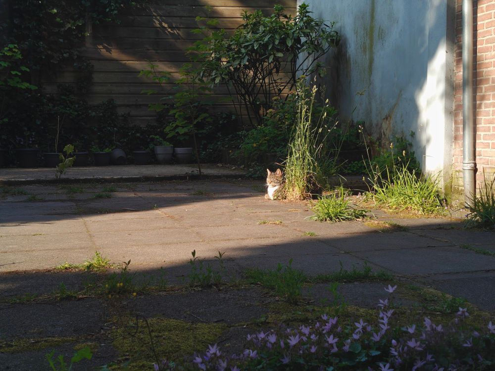 Tabby cat enjoys the sun on some grey tiles next to his favorite plant in the garden.