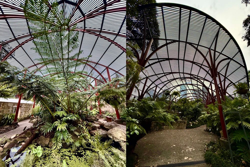 views from either end of a huge Victorian palm shade